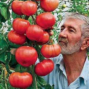Sementes de Tomate Triple L Crop: 20 Sementes