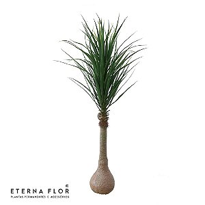 ÁRVORE PATA DE ELEFANTE - Eterna Flor | Plantas Permanentes |  Florianópolis, SC
