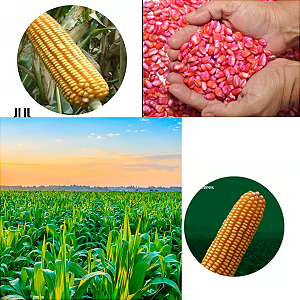 3 unidades - 5.000 Sem. Milho Agroceres Transgênico Ag 8088 Vt Pro Fraci