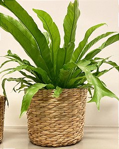 Cesto em Palha de Taboa