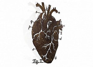 Coração anatomia ferro g