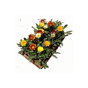 Gazania caixa com 15 mudas