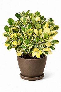 Locação de Plantas e Vasos decorativos para Eventos
