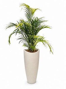 Arranjo de Areca Bambu