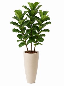 Arranjo alto de ficus lyrata