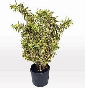 Pleomele Variegata - 1,00 a 1,50 metros