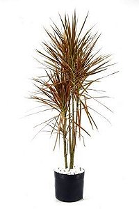 Dracena Tricolor