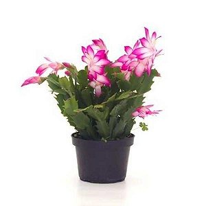 Flor de maio