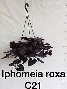 Iphomeia Roxa
