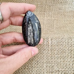 Fóssil Orthocera Polida - 5,5cm