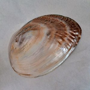 Concha Madrepérola Natural