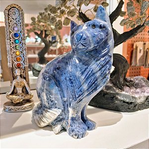 Gato Sodalita