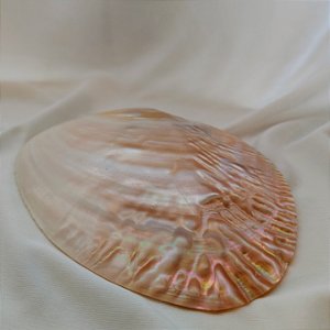 Concha Madrepérola Natural