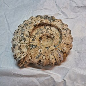 Ônix Coral Forma de Amonite 7cm