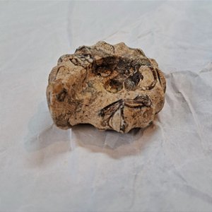 Ônix Coral Forma de Amonite 4cm