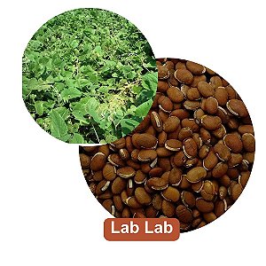 Sementes de Lab Lab