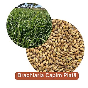 Sementes de Brachiaria Capim Piatã