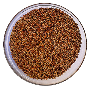 Sementes de Capim Coracana