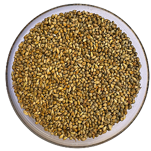 Sementes de Milheto BRS 1501