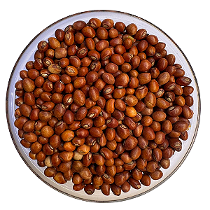 Sementes de Feijão Guandu Anão