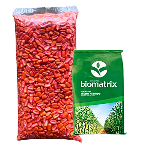 Semente Milho Resistente Roundup e Lagarta - 2.000 Sementes
