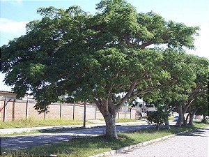 13.000 Unidades Sementes de Aroeira Preta (Myracrodruon urundeuva Allemão)