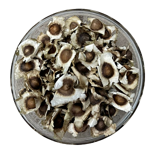 1kg Sementes de Moringa