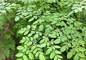 Sementes de Moringa 350 unidades