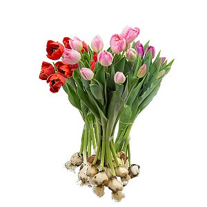 Tulipa maço com 10 hastes cor surpresa