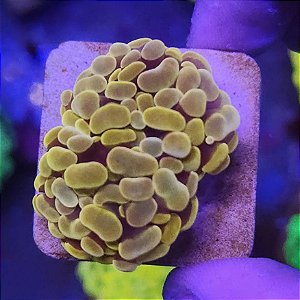 Coral LPS Hammer Orange - 2 bocas