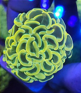 Coral LPS Hammer boca larga - RARIDADE