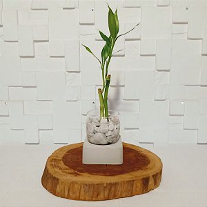 Bambu da sorte com suporte rústico