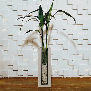 Bambu da sorte com vidro e cimento