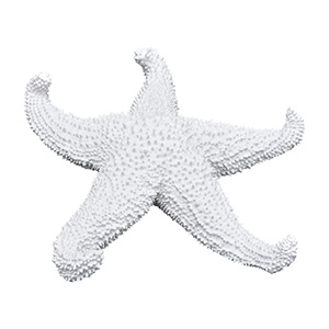 Estrela Do Mar Pontas Curvadas