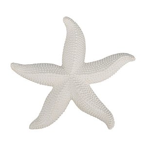 Estrela Do Mar Com Textura Resina