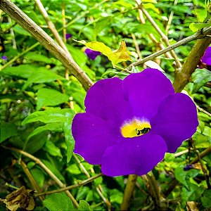 Tumbergia Arbustiva ou Tumbergia Erecta