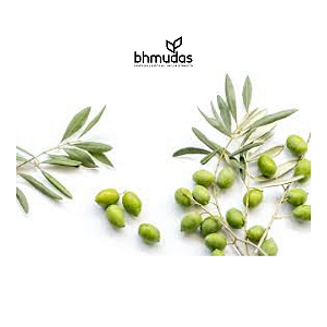 Oliveira " Azeitona"