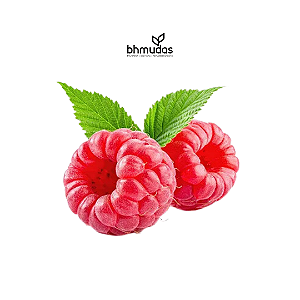 Framboesa Européia Vermelha