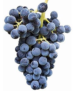 Uva Isabel ou Santa Isabel