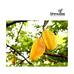 Carambola