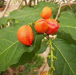 Caferana ou Falso Guaraná[