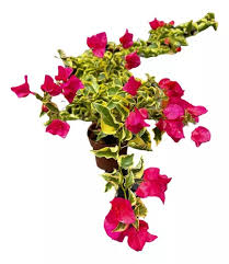 Boungainvillea Estaca