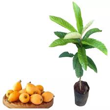Ameixa Amarela