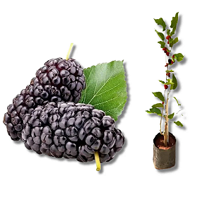 Amora Gigante Produzindo 1,00m