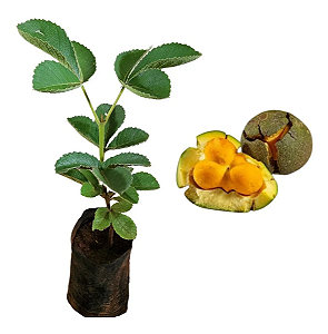 Pequi