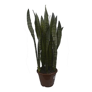 Espada de São Jorge Verde