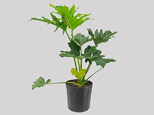 Philodendron Bipinatifidun