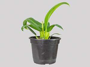 Philodendron Pacova