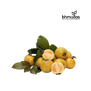 Araçá Amarelo