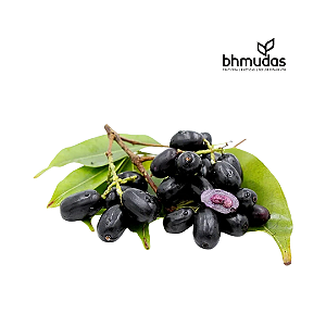 Jamelão ou Jambolão